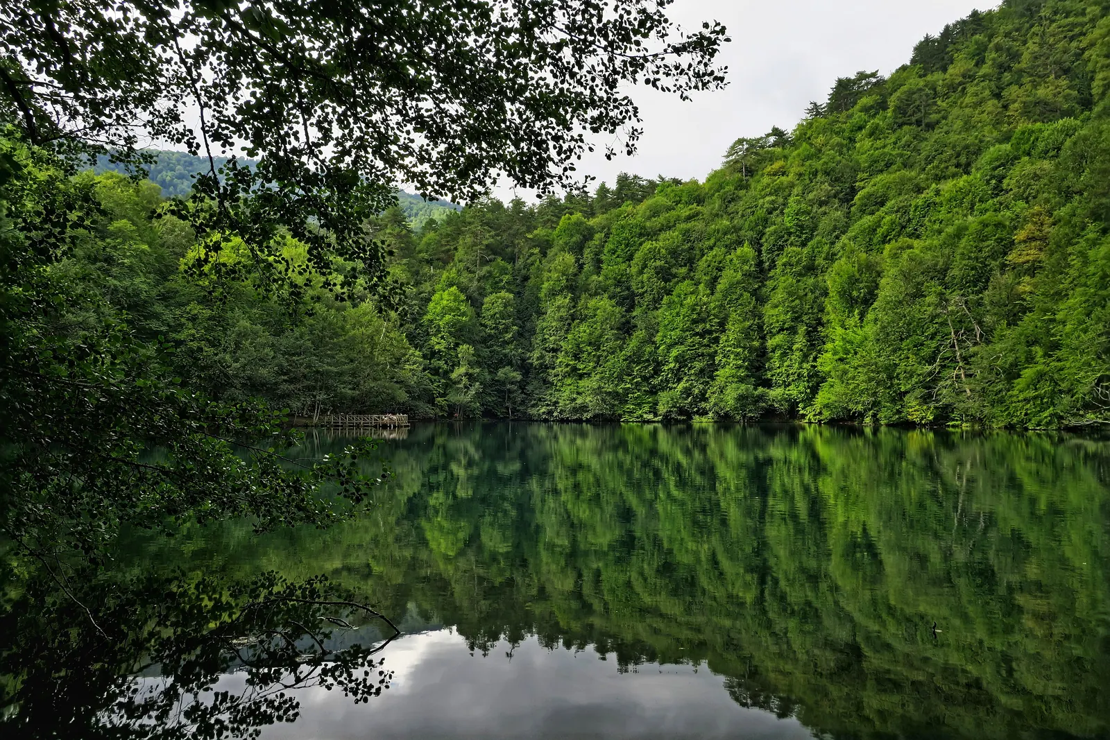 Yedigöller'de yeşil ormanın durgun göl yüzeyine yansıması